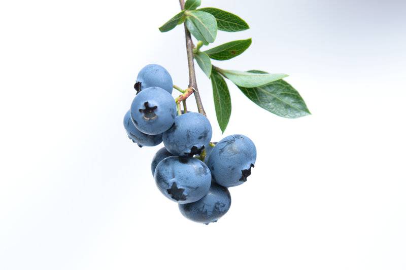 5 Reasons to Add Blueberries To Your Skincare Routine   – GLOW RECIPE