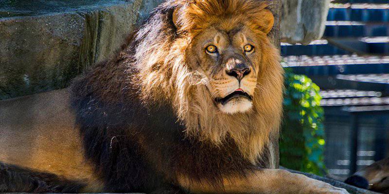 Clairvoyant Lion Wishes He Could Forget Vision Of You ‘Floggin The Dolphin’