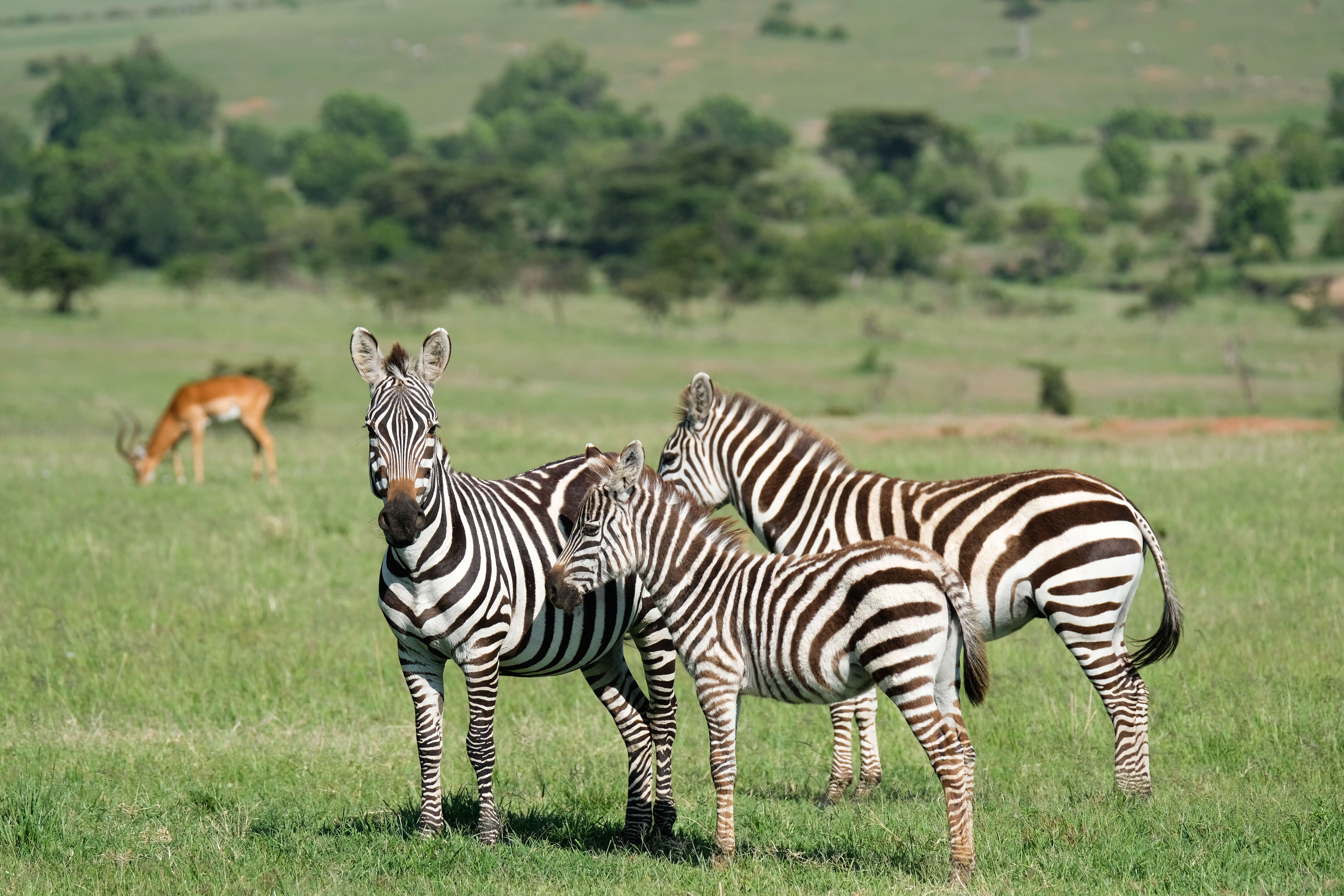 The Top Safari Destinations in Africa / The Blonde Abroad