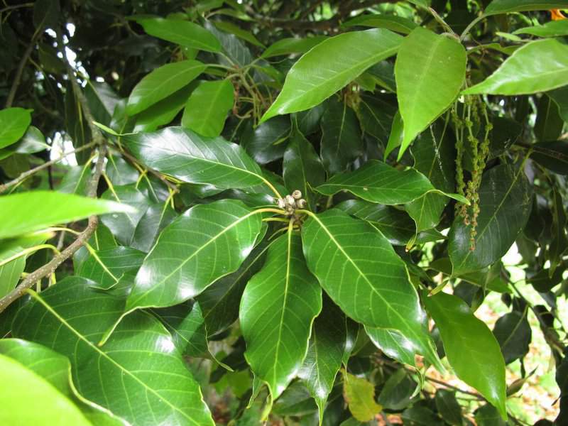 Fight Hypertension, Blood Sugar, Insomnia And Other Problems With This Particular Leaf