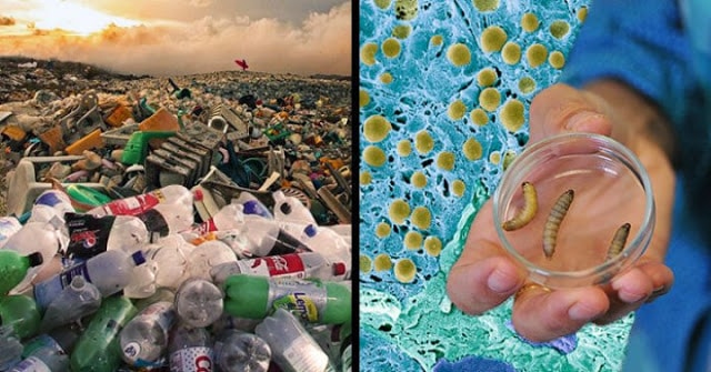 End of global polution? Scientists Accidentally Create Plastic-Eating Enzyme