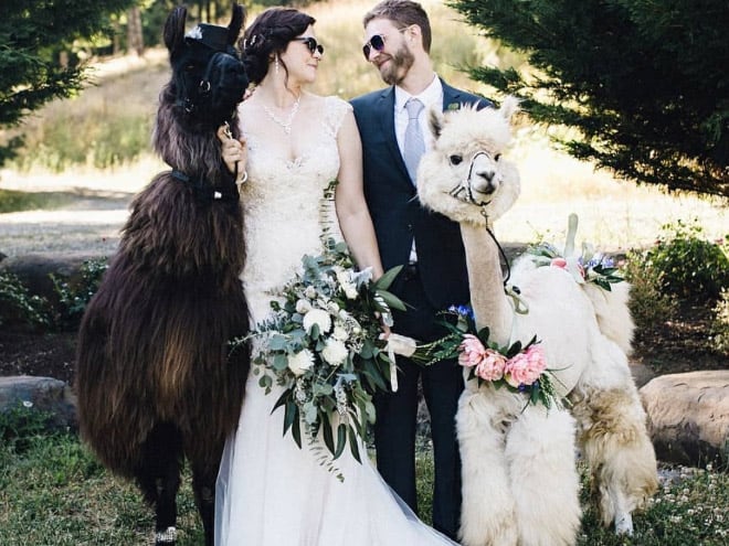Did You Know That You Can Rent Llamas For Your Wedding?