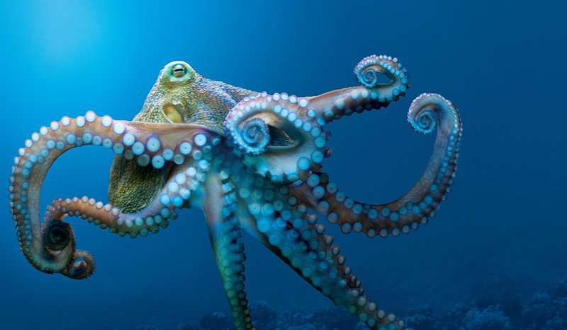 Scientists Believe Octopuses Are Aliens From Space That Arrived To Earth On Icy Bodies