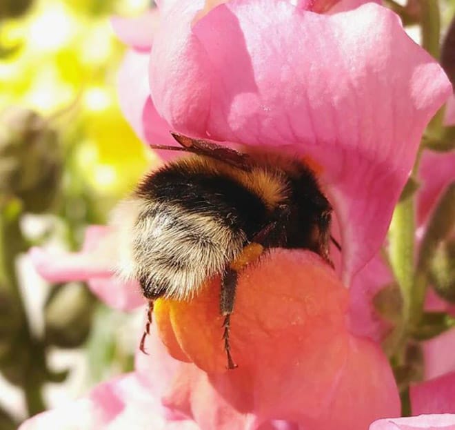 See the World’s Greatest Collection of Bumblebee Butts
