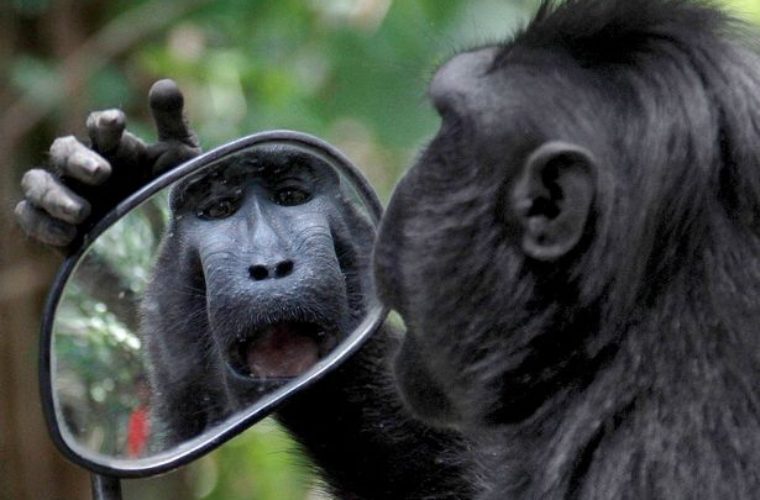 Funny People Offering Mirrors to buy • Furilia Your daily fix in