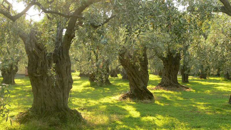 Scientists Find Out That Trees Have A “Heartbeat” Too