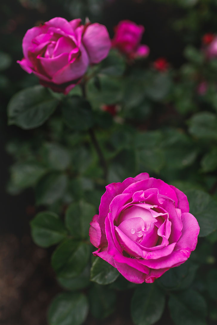 Where to Find Roses in Portland Oregon aka Rose City
