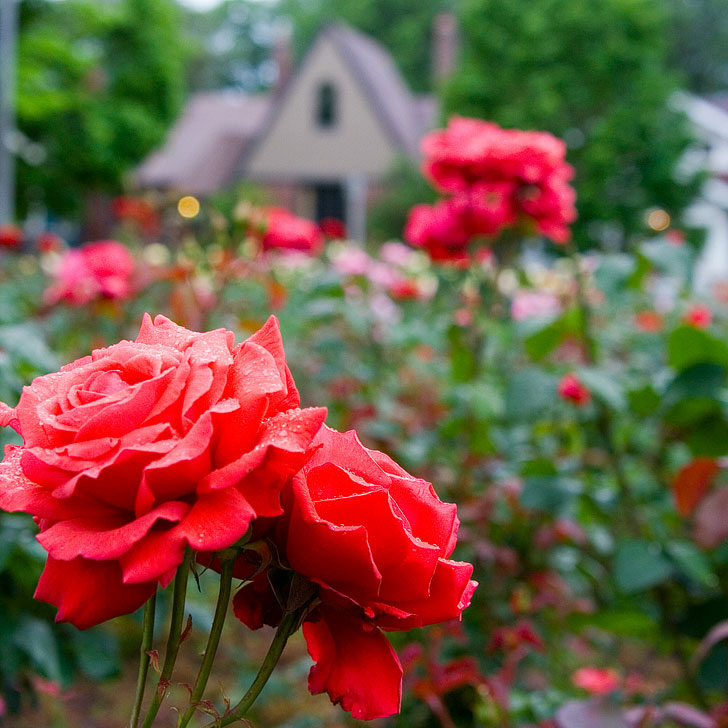Where to Find Roses in Portland Oregon aka Rose City
