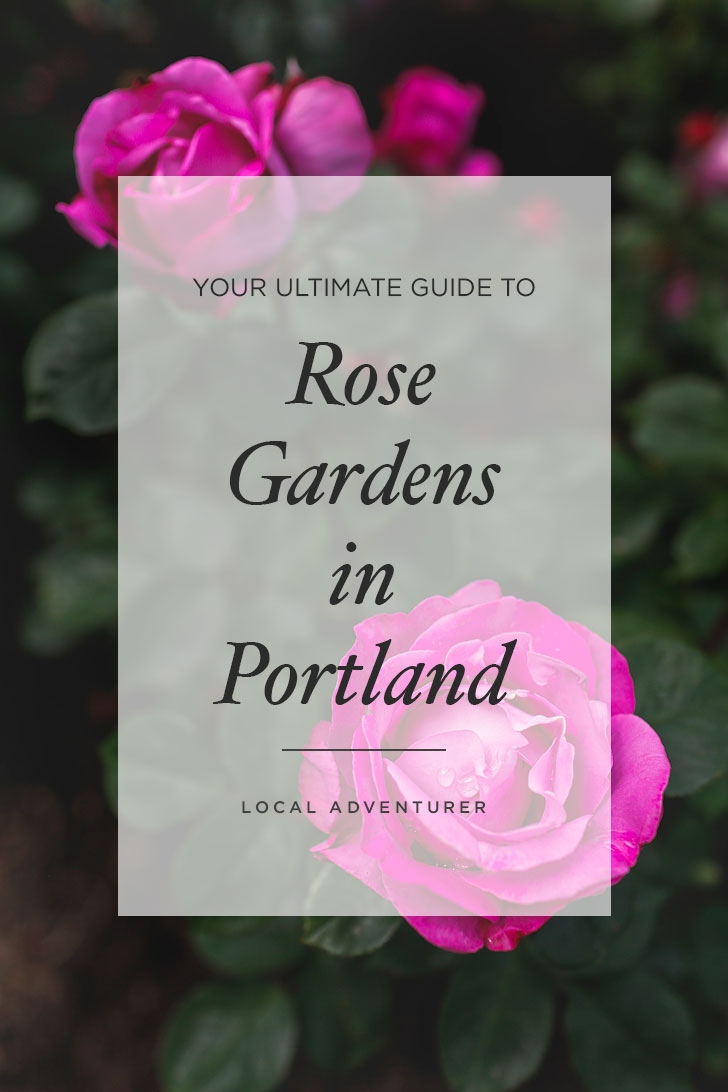 Where to Find Roses in Portland Oregon aka Rose City