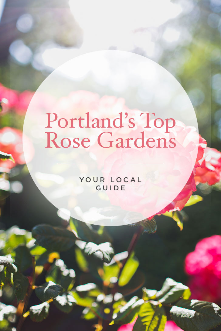 Where to Find Roses in Portland Oregon aka Rose City