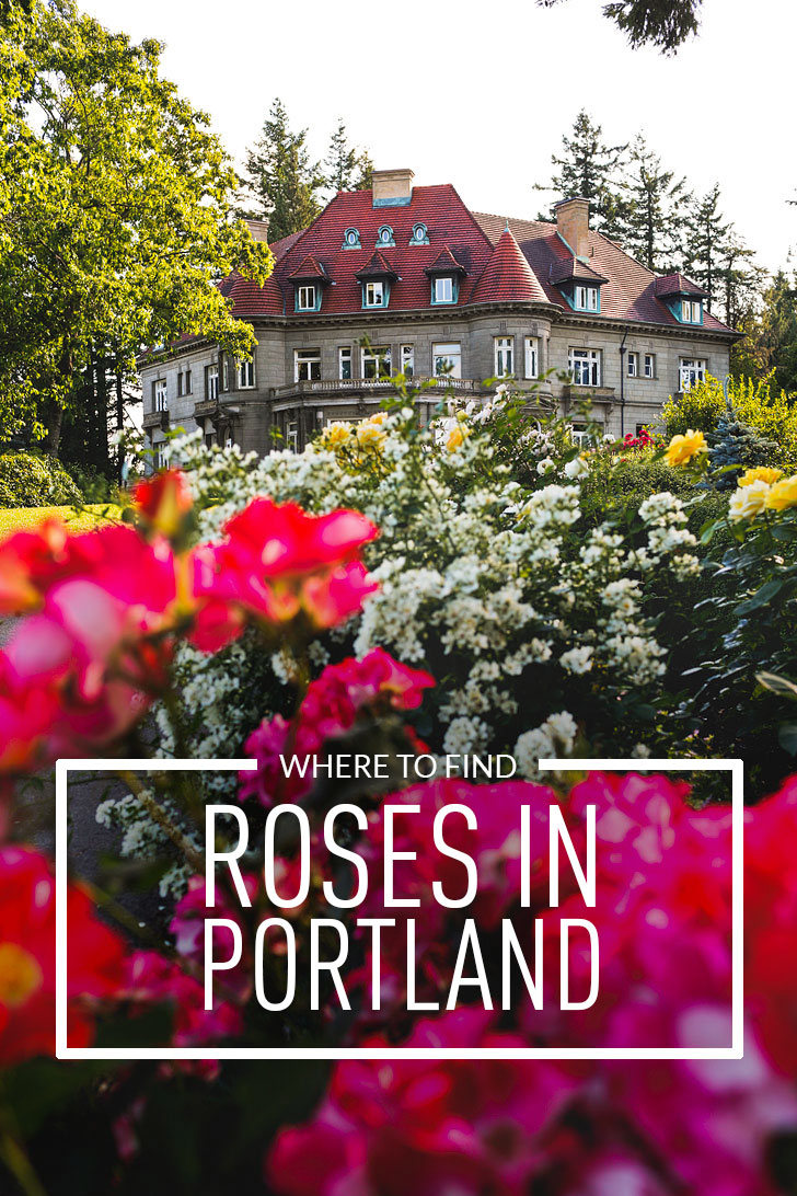 Where to Find Roses in Portland Oregon aka Rose City