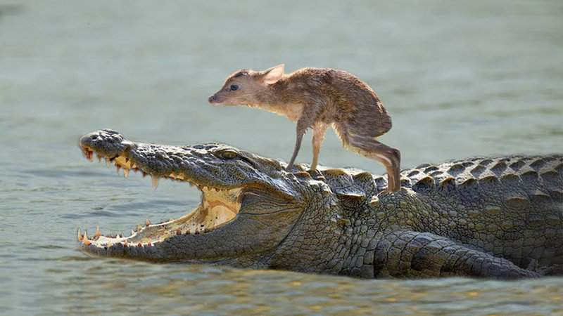 Amazing Animal Heroes! Watch These Incredible Acts of Kindness