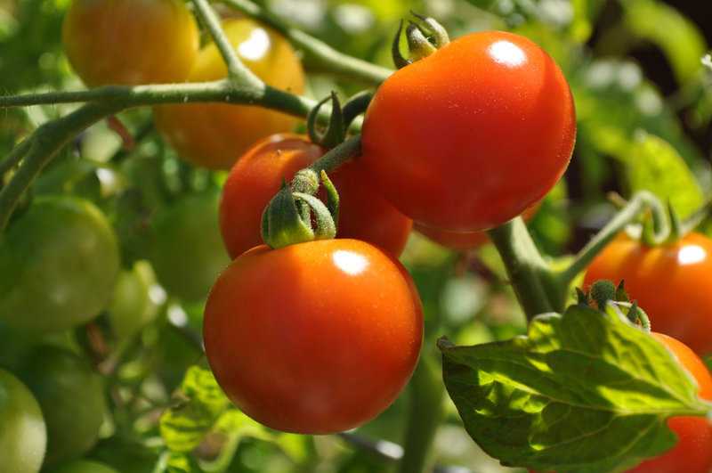 Unbelievable Health Benefits Of Tomatoes That You Should Know