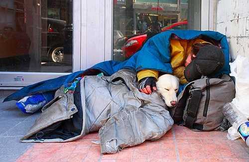 Amazing Animal Heroes! Watch These Incredible Acts of Kindness