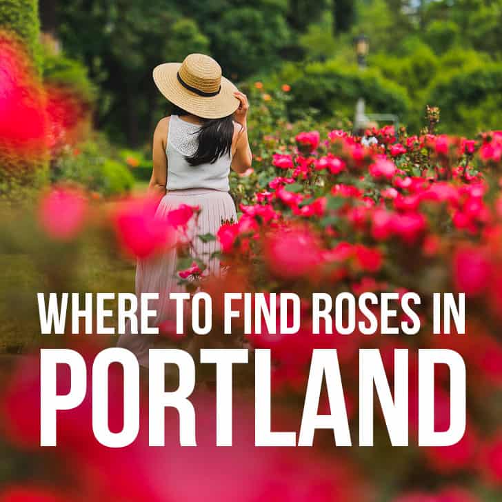 Where to Find Roses in Portland Oregon aka Rose City