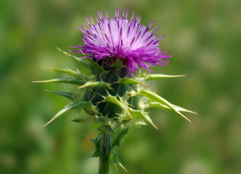 Milk Thistle Extract Has Shown Extremely Promising Activity Against Human Liver Cancer