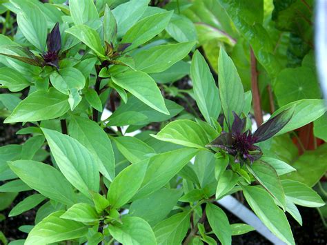 Holy Basil Works to Reduce Stress and Defeat Cancer