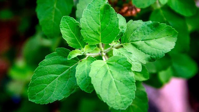 Holy Basil Works to Reduce Stress and Defeat Cancer