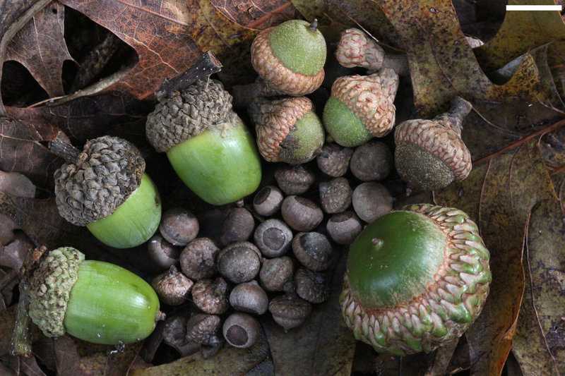 Benefits of Eating Acorns. Learn how to Gather, Prepare and Enjoy!