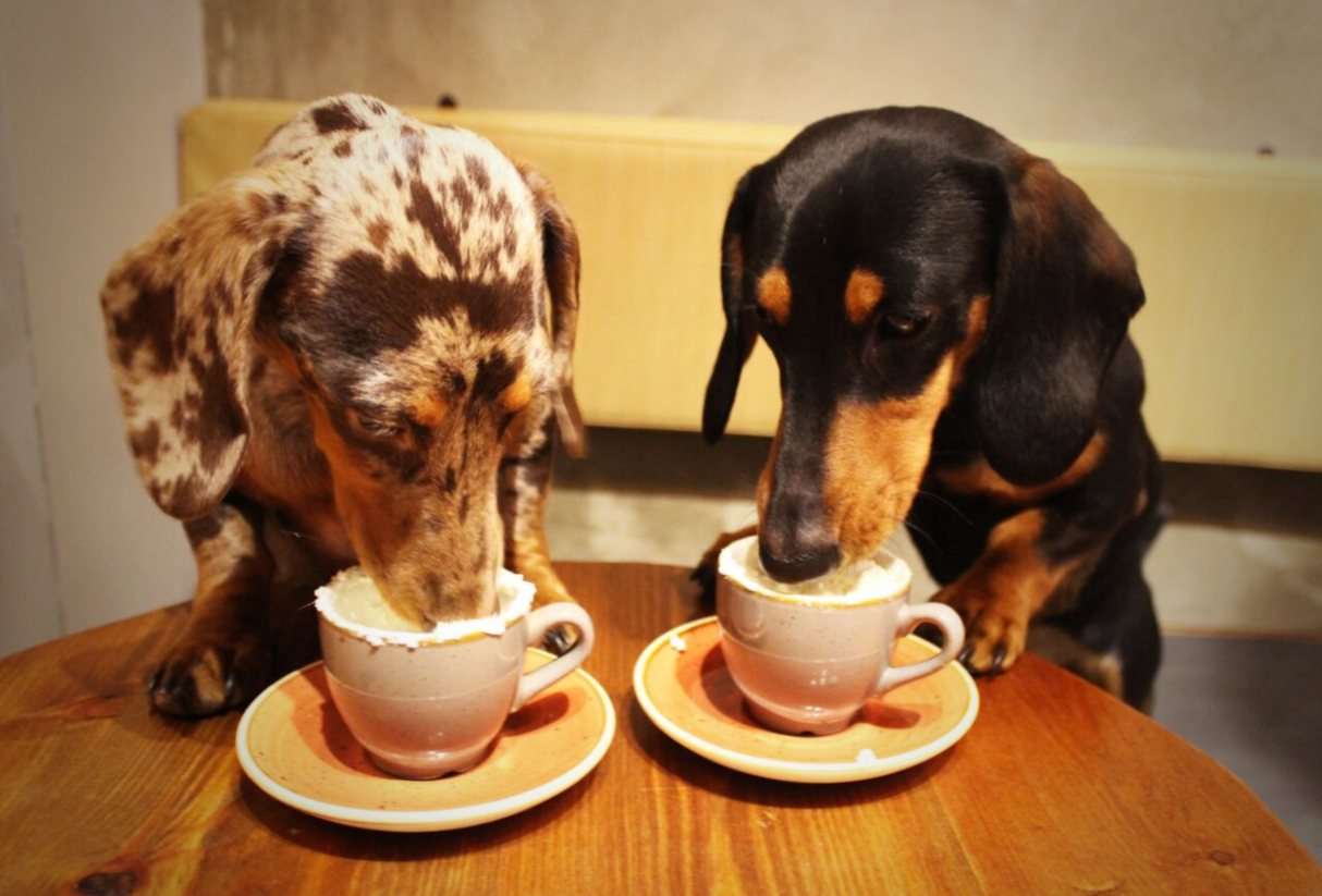 Totally New Dachshund Dog Café in London