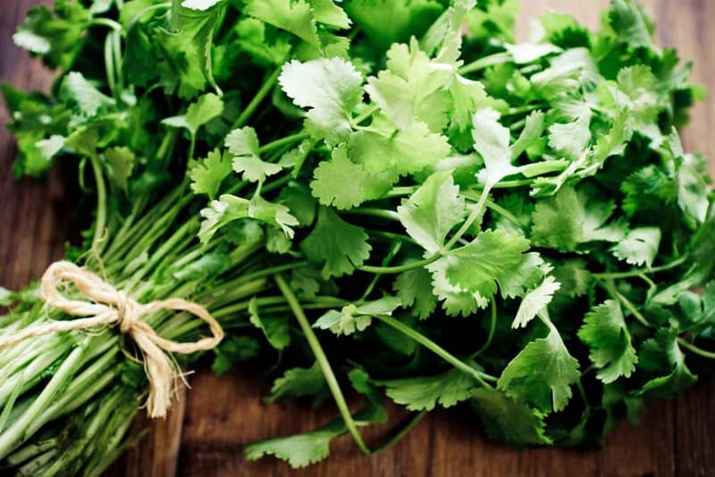 Learn About Cilantro: One of the World’s Most Powerful “Superherbs”