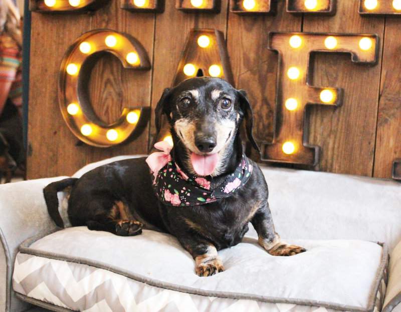 Totally New Dachshund Dog Café in London