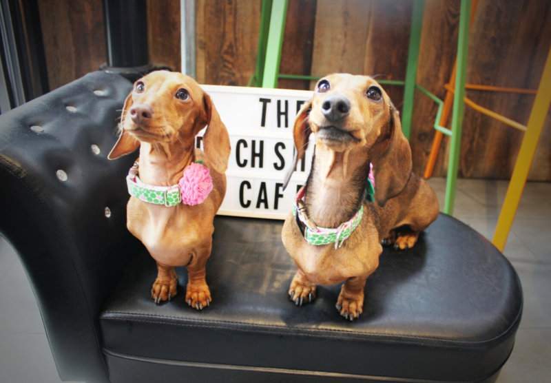Totally New Dachshund Dog Café in London