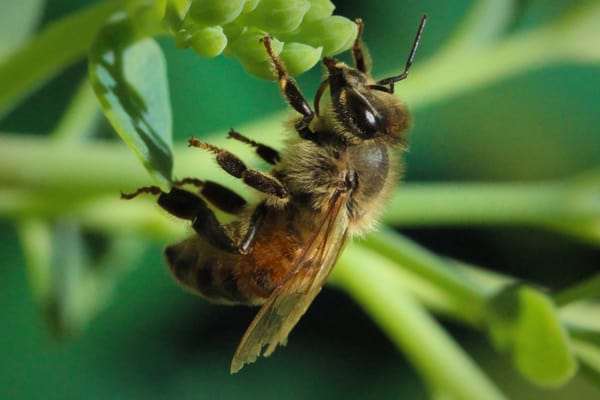 Green Propolis Saves Every Damaged Skin! Just Try It