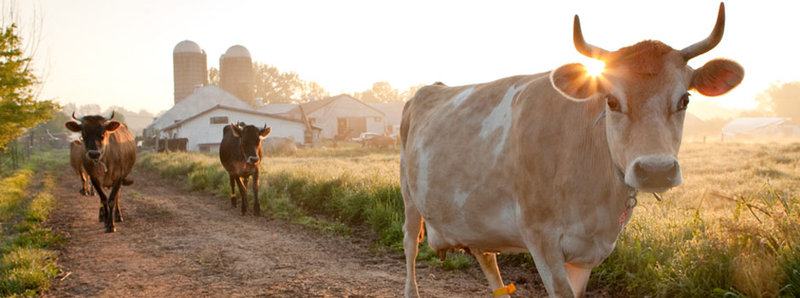 How to Spend Your Next Vacation On a Farm