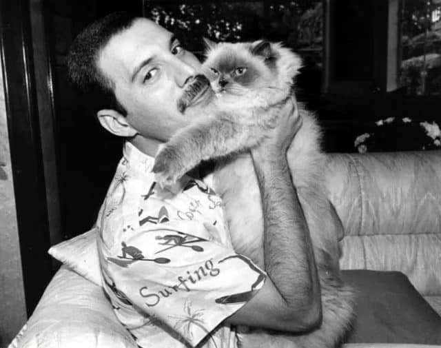 How cute! 10+ Photos of  Celebrities with Favorite Cats. Freddie Mercury, Marilyn Monroe and Michael Jackson.
