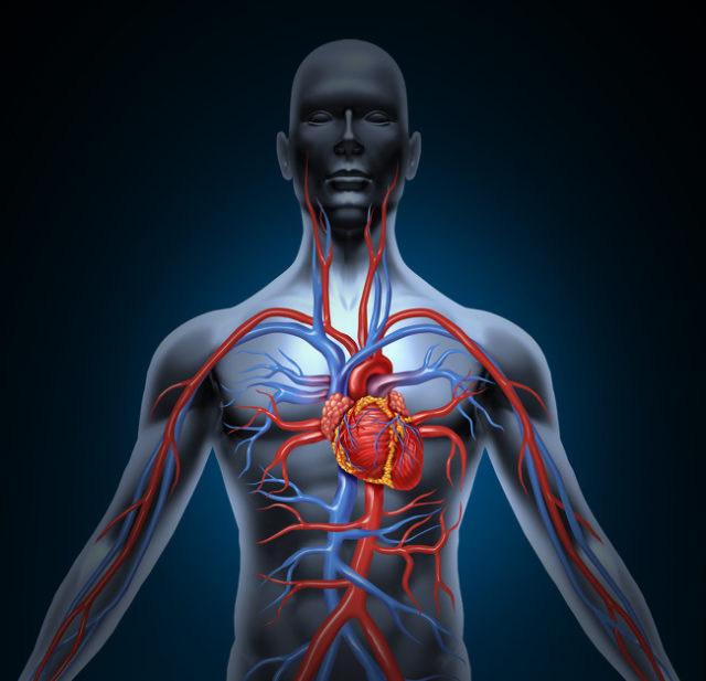 human cardiovascular system