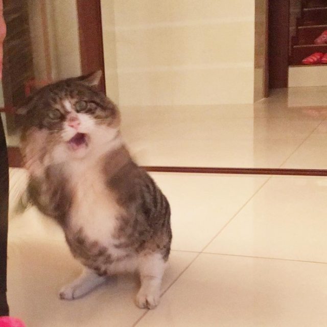 Meet the Instagram Star - The Cat Which Is Called the King Of Drama 9 Meet the Instagram Star – The Cat Which Is Called the King Of Drama