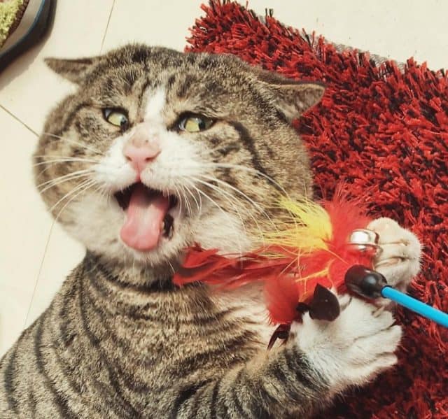 Meet the Instagram Star – The Cat Which Is Called the King Of Drama