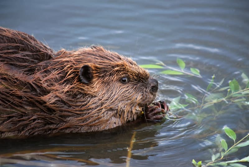 Beavers Smell Like Vanilla, And Tequila Makes Diamonds: 10 Amazingly Interesting Facts About Food