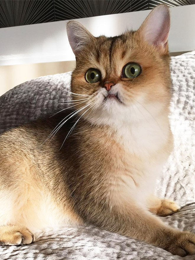 “Teefies” Show Photos of Adorable Cat Teeth to the World