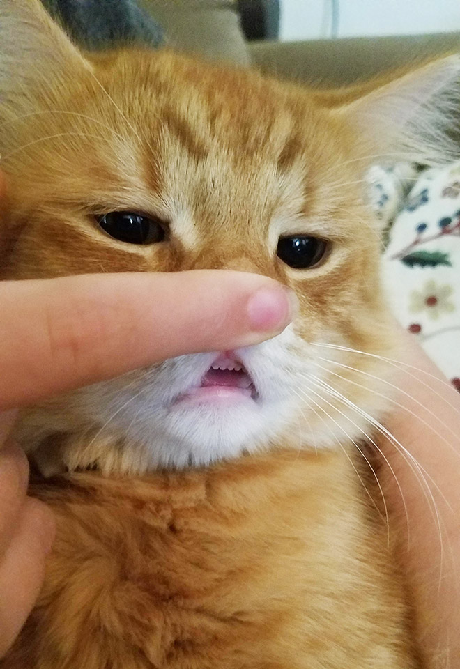 “Teefies” Show Photos of Adorable Cat Teeth to the World