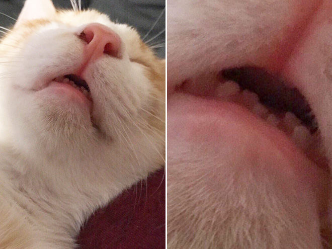 “Teefies” Show Photos of Adorable Cat Teeth to the World