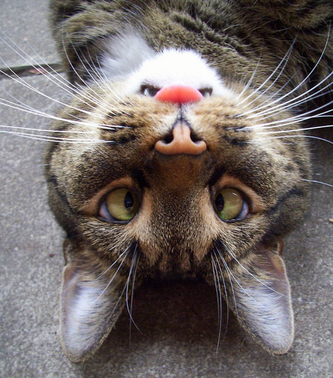 “Teefies” Show Photos of Adorable Cat Teeth to the World