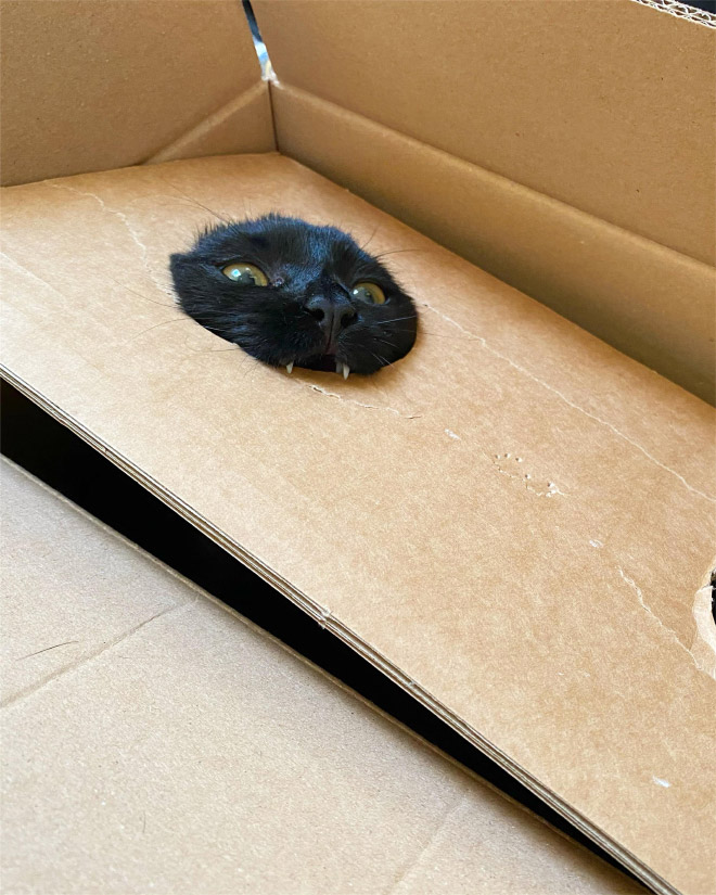 “Teefies” Show Photos of Adorable Cat Teeth to the World