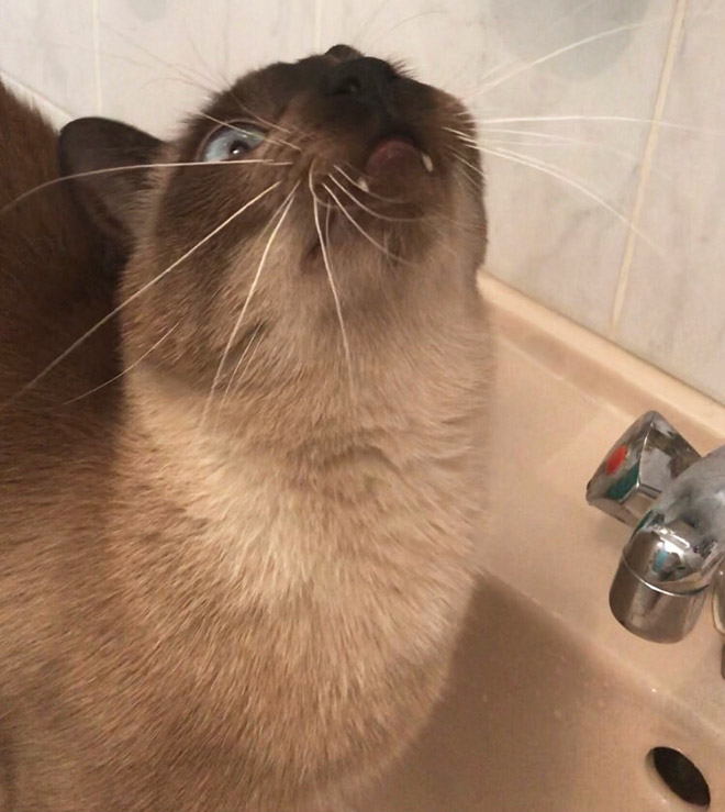 “Teefies” Show Photos of Adorable Cat Teeth to the World