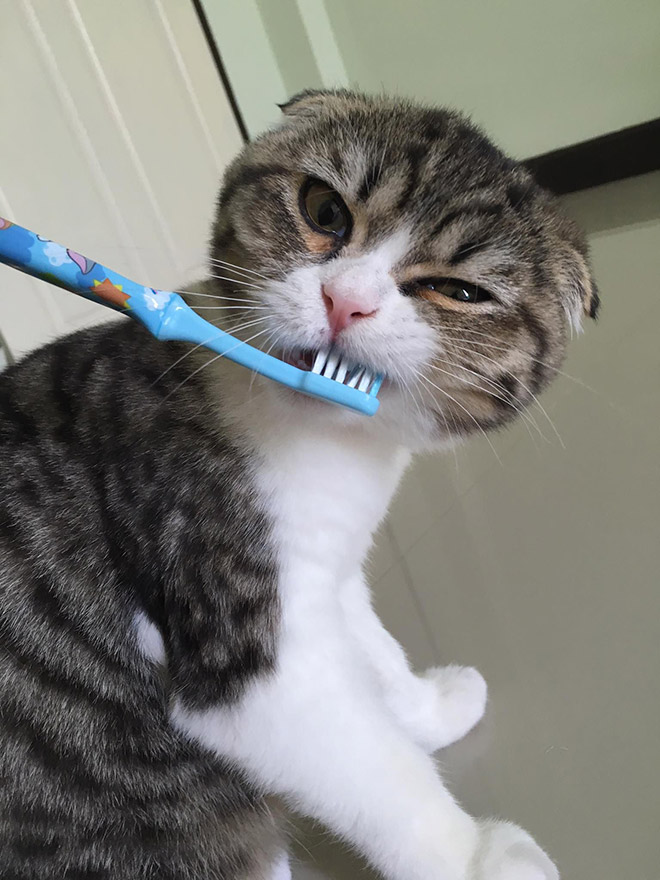 “Teefies” Show Photos of Adorable Cat Teeth to the World