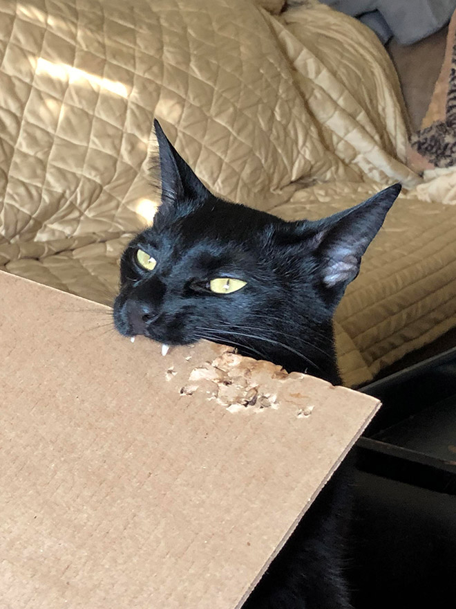 “Teefies” Show Photos of Adorable Cat Teeth to the World