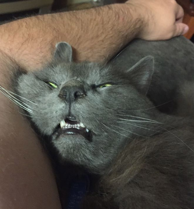 “Teefies” Show Photos of Adorable Cat Teeth to the World