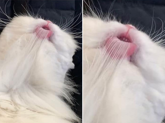 “Teefies” Show Photos of Adorable Cat Teeth to the World