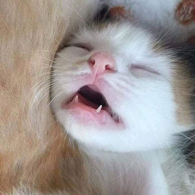 “Teefies” Show Photos of Adorable Cat Teeth to the World