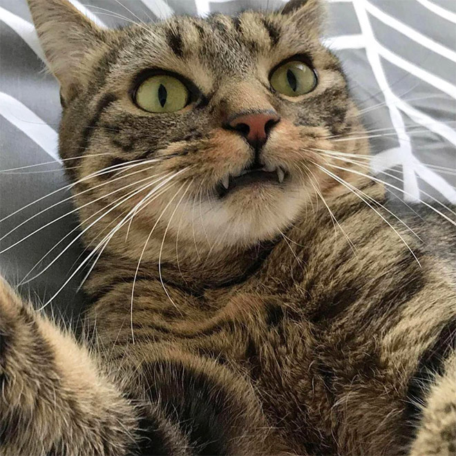 “Teefies” Show Photos of Adorable Cat Teeth to the World