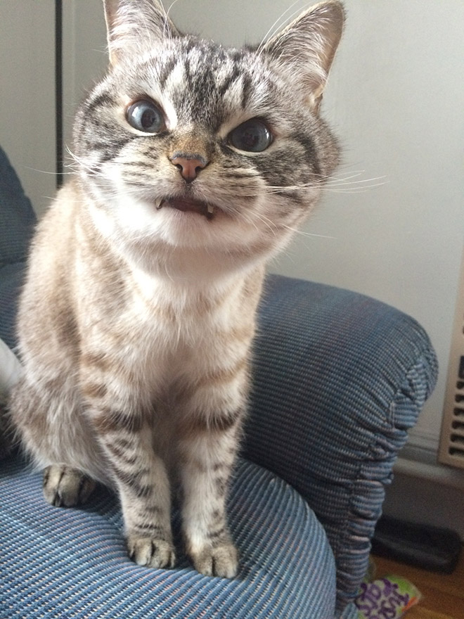 “Teefies” Show Photos of Adorable Cat Teeth to the World