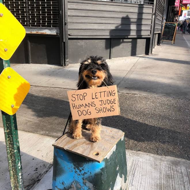 Funny Dog Protests Annoying Everyday Things