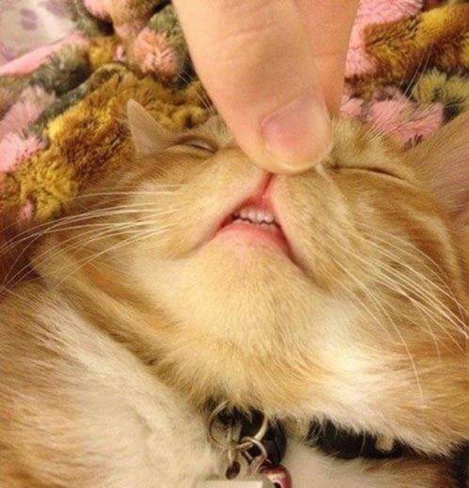 “Teefies” Show Photos of Adorable Cat Teeth to the World