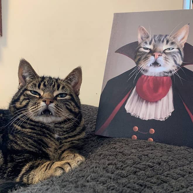 “Teefies” Show Photos of Adorable Cat Teeth to the World